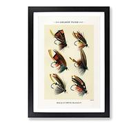 Salmon Fishing Flies Version 3 by Mary Orvis Marbury Framed Print | A2 Black Framed Wall Art | Ready to Hang | Modern Animal Picture | Living Room Bedroom Lounge Office
