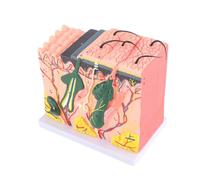 Saluaqui 50X Magnified Human Skin Model for Anatomy Education - Three Dimensional Biological Structure for Laboratory and Teaching Aid Supplies