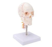 Saluaqui Human Skull Model, Anatomical Replica with Removable Cranial Cap and Weighted Base for Medical Education, Classroom Demonstration