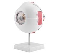 Saluaqui Magnification 6X Human Eyeball Model for Anatomy Study Teaching - Detailed Removable Eye Parts for Educational Purpose with Accurate Refractive Layers