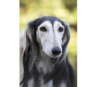 Saluki Blank Lined Journal Notebook: A daily diary, composition or log book, gift idea for people who love the Saluki breed dogs and puppies!!