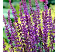 Salvia Caradonna | Deciduous Perennial | Outdoor Potted Plant | Flowering Plant