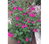 Salvia Cerro Potosi 3 Plug Plants Perennial Plants