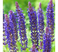 Salvia East Friesland Clary Sage Herbaceous Perennial Scented Flowering Plant (15-25cm Incl. Pot)