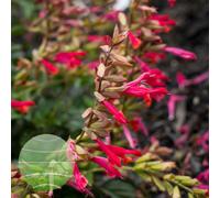 Salvia Embers Wish 3 Plug Plants Perennial Plants