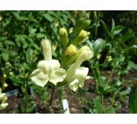 Salvia Lemon Light 3 Plug Perennial Plants