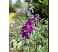Salvia Nachtvlinder 3 Plug Plants Perennial Plants