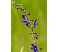 Salvia Pratensis Meadow Sage 6 Plug Plants Wildflower