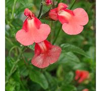 Salvia Regal Salmon 3 Plug Perennial Plants