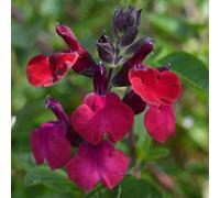 Salvia Royal Velours 3 Plug Plants Perennial Plants