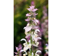 Salvia Sclarea Clary Sage Wildflower 6 Plug Plants