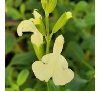 Salvia Vanilla Cream 3 Plug Perennial Plants