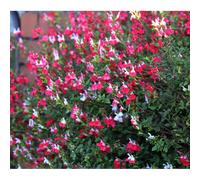 Salvia x Jamensis 'Hot Lips' Pollinator RHS Award 1L/2L, 1L