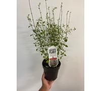 Salvia x Jamensis 'Hot Lips' Pollinator RHS Award 1L/2L, 2L