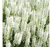 Salvia x Superba 'Merleau White' Pollinator Flowering Perennial 9cm, 1 x 9cm Pot