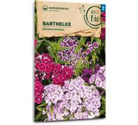 Samen Maier Organic Sweet William - 1 Pkg