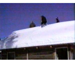 Sammy, The Golden Retriever