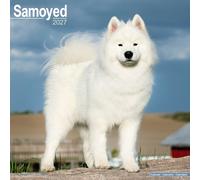 Samoyed 2027 Calendar | Square Wall Calendar | Dog Breed Gift | Plastic Free Packaging | by Avonside Publishing