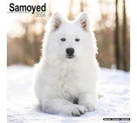 Samoyed 2026 Calendar | Square Wall Calendar | Dog Breed Gift | Plastic Free Packaging | by Avonside Publishing