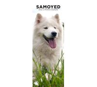Samoyed 2026 Wall Calendar, 12-Month Slim Format, Made in England