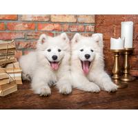 Samoyed Puppies Say Hello