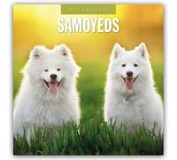 Samoyeds 2025 Square Wall Calendar