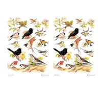 Samuel Lamont British Birds Cotton Tea Towel, White, One Size (Pack of 2)