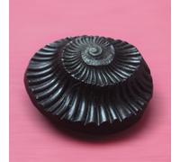 Samyuktha Sudarshan Shaligram 1 Inch | Nepal Gandaki River Saligram (Precious Stone, Black)