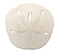 Sand Dollars 3"-3.5" Set of 12 - Wedding Seashell Craft - Hand Picked and Professionally Boxed