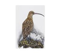 Sandpiper - Irish Beach Wild Birds Watercolor Art Canvas Poster Bedroom Decor Landscape Office Room Decor Gift 20" L X 30" W