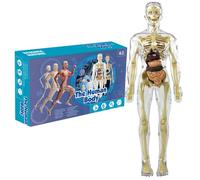 Sanfiyya Removable Human Body Model, Human Organ Skeleton Model, 11.2 Inch Clear Realistic Organ ＆ Skeleton Science Educational Toys for Kids Aged 7-14