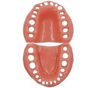 Sanfly Dental Model for Students and Professionals, 32 Teeth Soft Gums Model Dental Practice Tool, Ideal for Dental Education, and Demonstrations