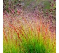 'Sangria' Panicum Virgatum Summer Flowering Plant - 17cm Pot