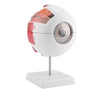 SANON Eyeball Anatomy Model, Magnification 6X Removable Human Eye Eyeball Model for Anatomy Study Teaching
