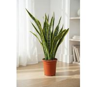 Sans Tri Laurentii Pot Size 21 Cm Height 80 Snake Plant Indoor Houseplant