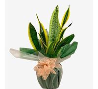 Sanseveria Mother in Law's Tongue Houseplant Real Indoor Plant for Office, Home, Bedroom, Kitchen and Living Room, Perfect for Clean Air, Delivered Next Day