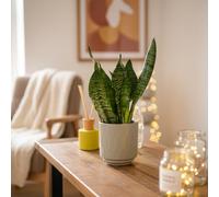 Sanseveria Plant - Elegant Indoor Greenery From Luxe Leaf Plants - Houseplants Online Uk