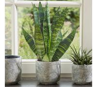 Sansevieria Black Coral (12cm) V4 - Upright two-toned sword leaves, easy-care plant for bright indirect light | PLANTS-SANBCO-12CM-V4