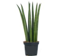 Sansevieria Cylindrica (12cm)