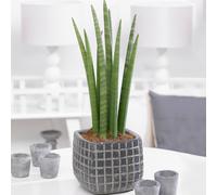 Sansevieria Cylindrica (12cm) V3