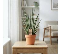 Sansevieria 'mikado' Fernwood - 14Cm Pot