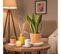 Sansevieria Plant in Rustic Ceramic Pot - Indoor Houseplant with Pot Included - Perfect for Home Decor by Luxe Leaf Plants
