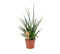 Sansevieria Punk 12cm - Easy Care Air Purifying Plant - No Container