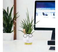 Sansevieria Punk 12Cm Easy Care Air Purifying Plant Garden Plant