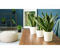 Sansevieria (Snake Plant) Pot: 12cm/Two