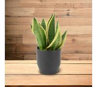 Sansevieria Superba in 12cm Pot | Air-Purifying Snake Plant for Low Light Spaces - Ceramic Ewi Anthracite
