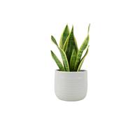 Sansevieria Superba in 12cm Pot | Air-Purifying Snake Plant for Low Light Spaces - Ceramic York Grey Ripple