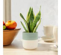 Sansevieria Superba in 12cm Pot | Air-Purifying Snake Plant for Low Light Spaces - No Container