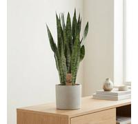 Sansevieria Zeylanica - 21Cm Pot, Approx. 75Cm High