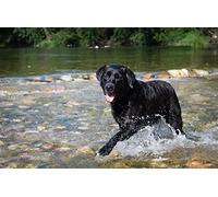 SanZez 5D Diamond Painting Kits for Adults,Black Labrador Dog in River Full Drill Crystal Rhinestone Diamond Art Gem Painting,Diamond Painting Animals for Home Wall Decor 40x50cm